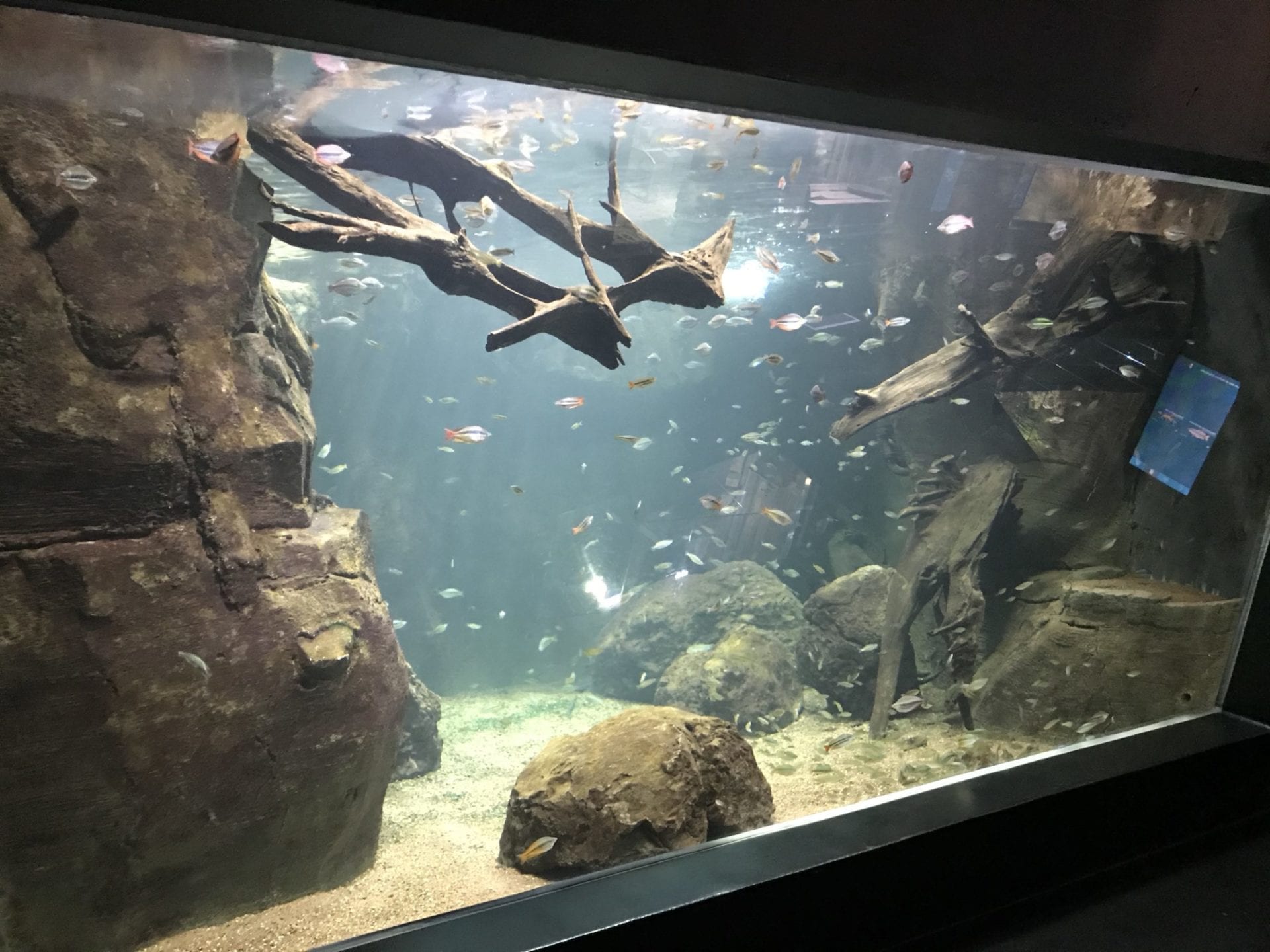 🆕 AQUATIS: l'aquarium-vivarium vu par les enfants